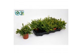 Rhipsalis mesembryanthemoides