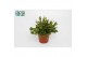 Rhipsalis mesembryanthemoides 