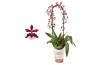 Oncidium cherry baby boog 1 tak