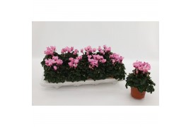 Cyclamen pers. metis victoria Cyclaam Victoria Pink 20 cm diameter roz