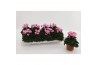 Cyclamen pers. metis victoria Cyclaam Victoria Pink 20 cm diameter roz