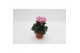 Cyclamen pers. metis victoria Cyclaam Victoria Pink 20 cm diameter roz 