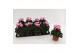 Cyclamen pers. metis victoria Cyclaam Victoria Pink 20 cm diameter roz 