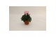 Metis victoria outstanding Cyclaam Victoria White 15 cm diameter 1 pp 