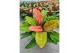 Philodendron Prince of Orange 