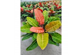 Philodendron Prince of Orange