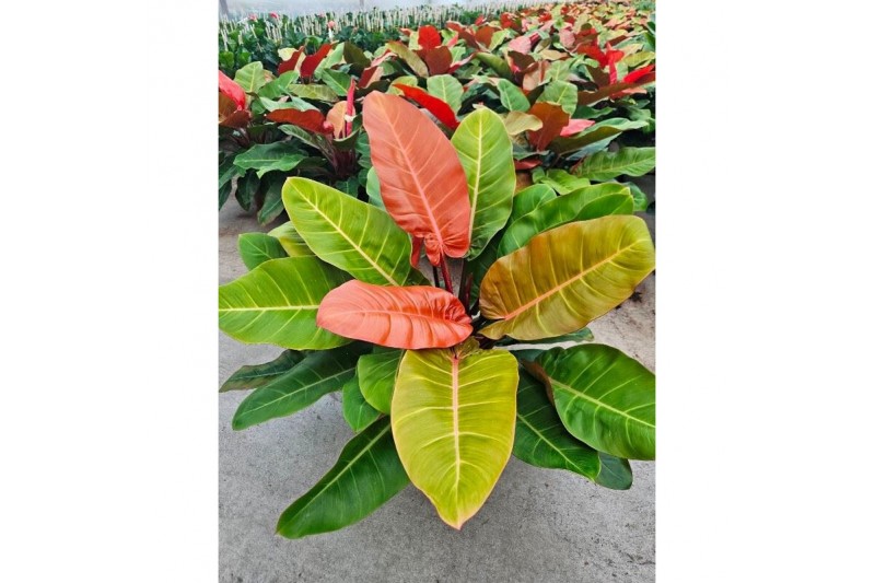 Philodendron Prince of Orange 