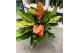 Philodendron Prince of Orange 