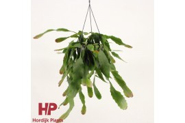 Lepismium houlletianum hp