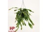Lepismium houlletianum hp