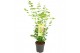Acer palmatum going green 