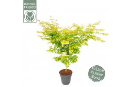 Acer palmatum bi hoo