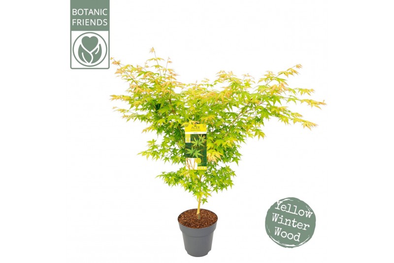 Acer palmatum bi hoo 