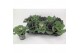 Brassica oleracea glad mix 