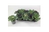 Brassica oleracea glad mix