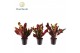 Codiaeum variegatum mammi Croton Mammi kopstek 7 cm (Decorum) 1 pp 