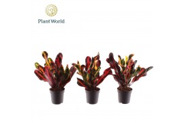 Codiaeum variegatum mammi Croton Mammi kopstek 7 cm (Decorum) 1 pp