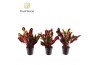 Codiaeum variegatum mammi Croton Mammi kopstek 7 cm (Decorum) 1 pp