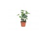 Hedera hibernica 4pp - 10-12cm Rank