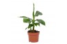 Musa tropicana