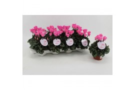 Cyclamen Super Serie Odora Neon Flamed Cyclaam Odora Neon Flamed 20 cm
