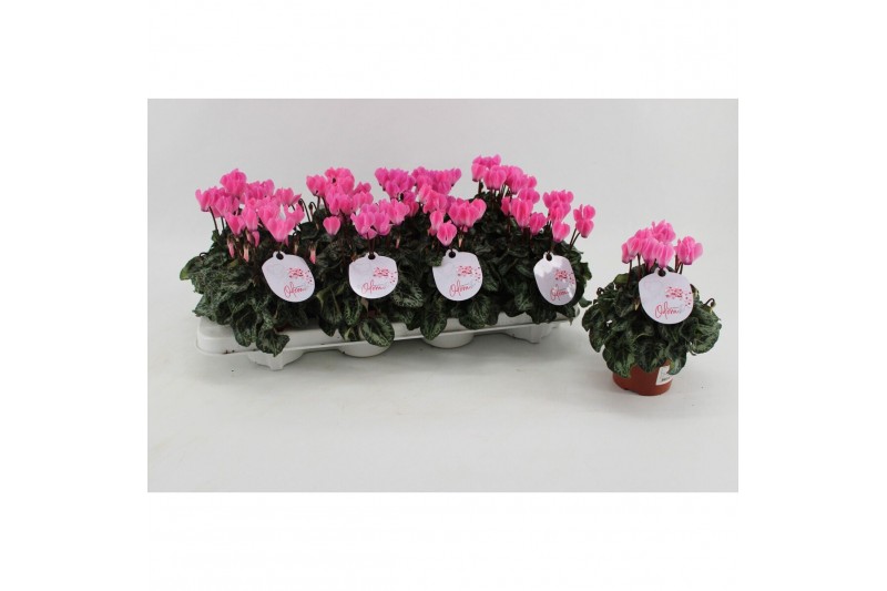 Cyclamen Super Serie Odora Neon Flamed Cyclaam Odora Neon Flamed 20 cm 