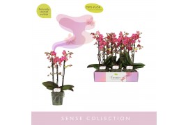 Phalaenopsis multiflora oranje Aromio Floral 3 tak