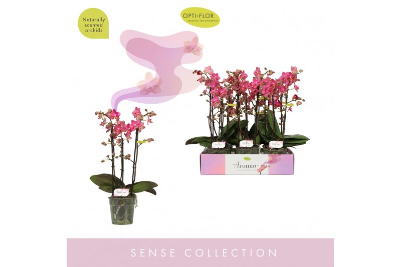 Phalaenopsis multiflora oranje Aromio Floral 3 tak 