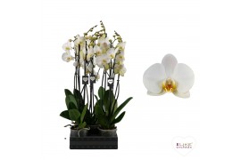 Phalaenopsis anthura london Phalaenopsis London - 2 tak 70cm 16 bl. 2 