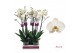 Phalaenopsis anthura london Phalaenopsis London - 2 tak 70cm 16 bl. 2  