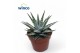 Haworthia alba 