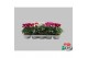 Cyclamen pers. super serie picasso Cyclamen Picasso mix tray 
