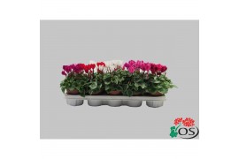 Cyclamen pers. super serie picasso Cyclamen Picasso mix tray