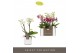 Phalaenopsis multiflora mix Optifriend 2spike in White Toscane 