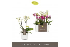 Phalaenopsis multiflora mix Optifriend 2spike in White Toscane