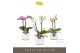 Phalaenopsis multiflora mix Optifriend 2spike in White Toscane 