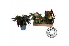 Begonia maculata mix must have