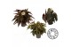 Begonia maculata mix must have 