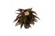 Begonia maculata mix must have 