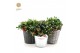 Gaultheria procumbens big berry in Added Value Mix 