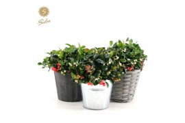 Gaultheria procumbens big berry in Added Value Mix