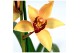 Cymbidium geel 3-4 tak 