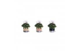 Cyclamen pers. midi super serie allure Collectie "Bubbles & wine" Cycl