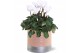 Cyclamen pers. midi super serie allure Collectie "Bubbles & wine" Cycl 