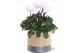 Cyclamen pers. midi super serie allure Collectie "Bubbles & wine" Cycl 