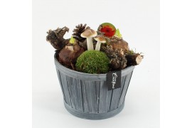 Arrangementen hippeastrum HACR-2523R Amaryllis Herfst 2 pp