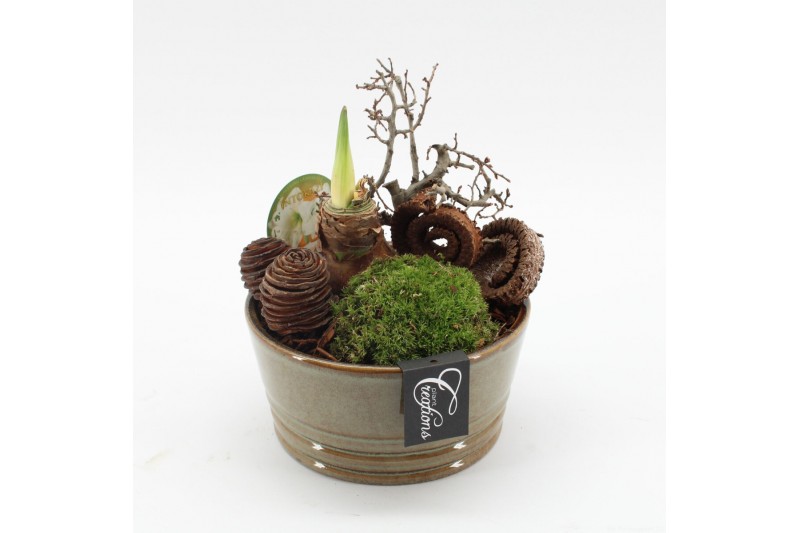 Arrangementen hippeastrum HACR-2507W Amaryllis Herfst 1 pp 