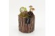 Arrangementen hippeastrum HACR-2524W Amaryllis Herfst 1 pp 