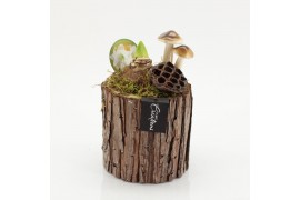 Arrangementen hippeastrum HACR-2524W Amaryllis Herfst 1 pp