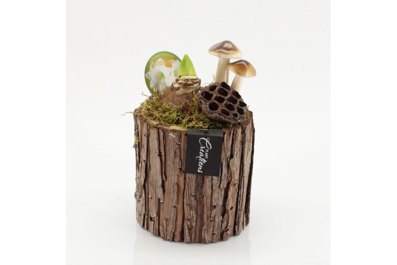 Arrangementen hippeastrum HACR-2524W Amaryllis Herfst 1 pp 